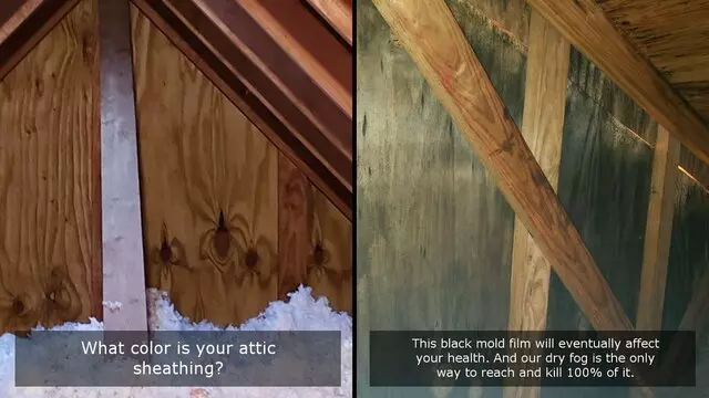 Pure Maintenance Mold Remediation - Jacksonville