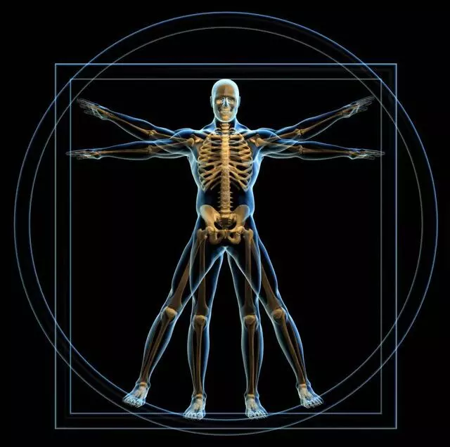 Anatomical FX