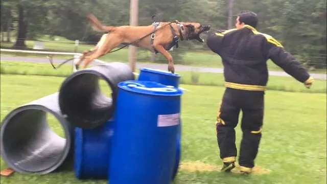 Foundation First K9