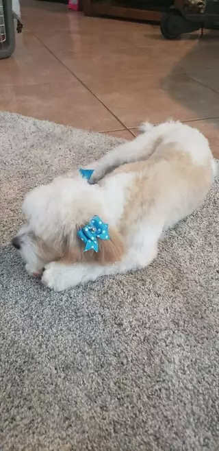 AAA Cuddle Pups