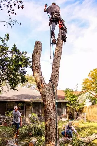 Rodney Willis Florida Tree Service