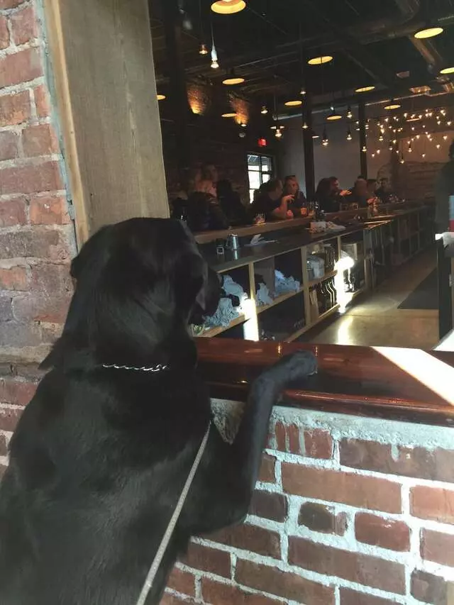 Aardwolf Brewing Company