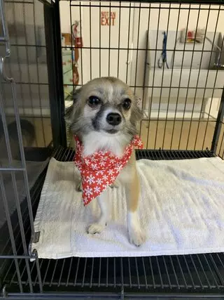 Wags Grooming
