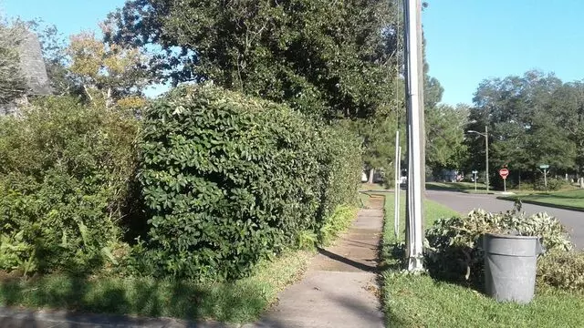 Andrews lawns