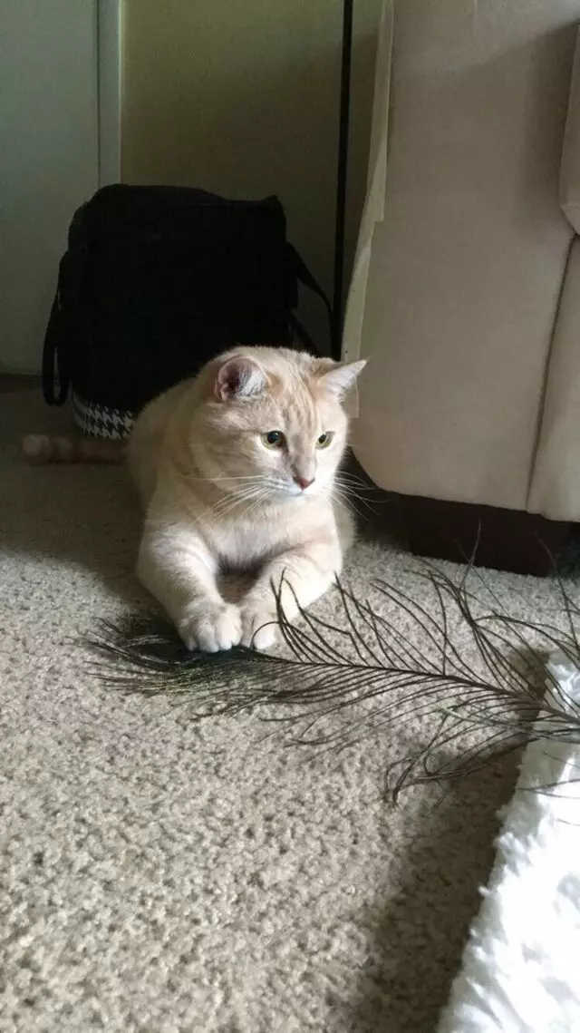 A Cat Clinic