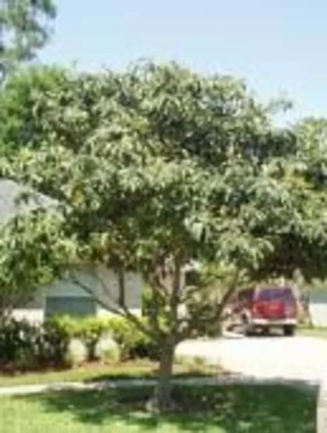 All About Tree Care