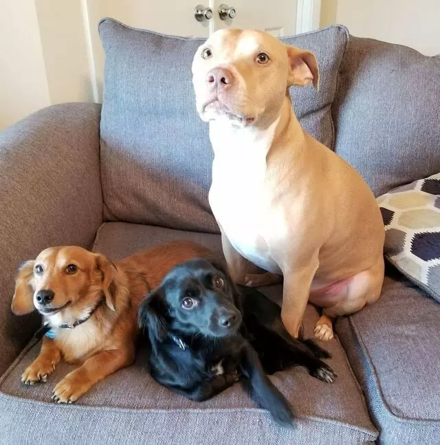 3 Tails Pet Care