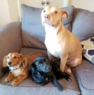 3 Tails Pet Care
