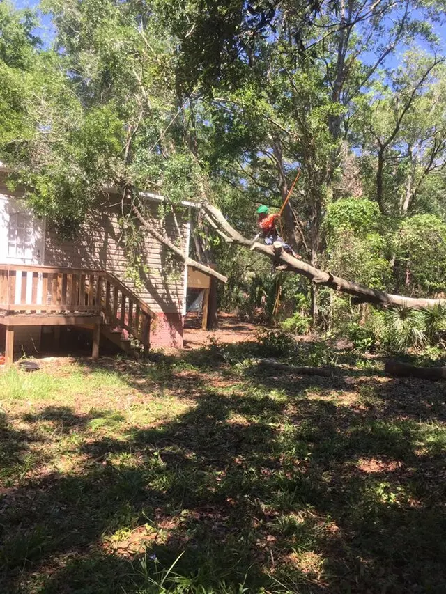 Above and Beyond Tree Services