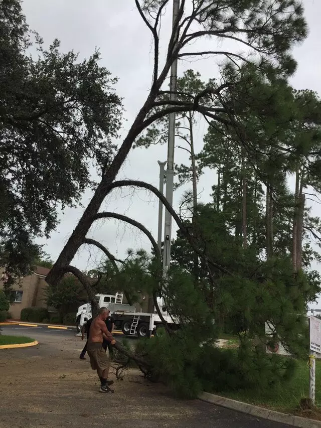 Above and Beyond Tree Services