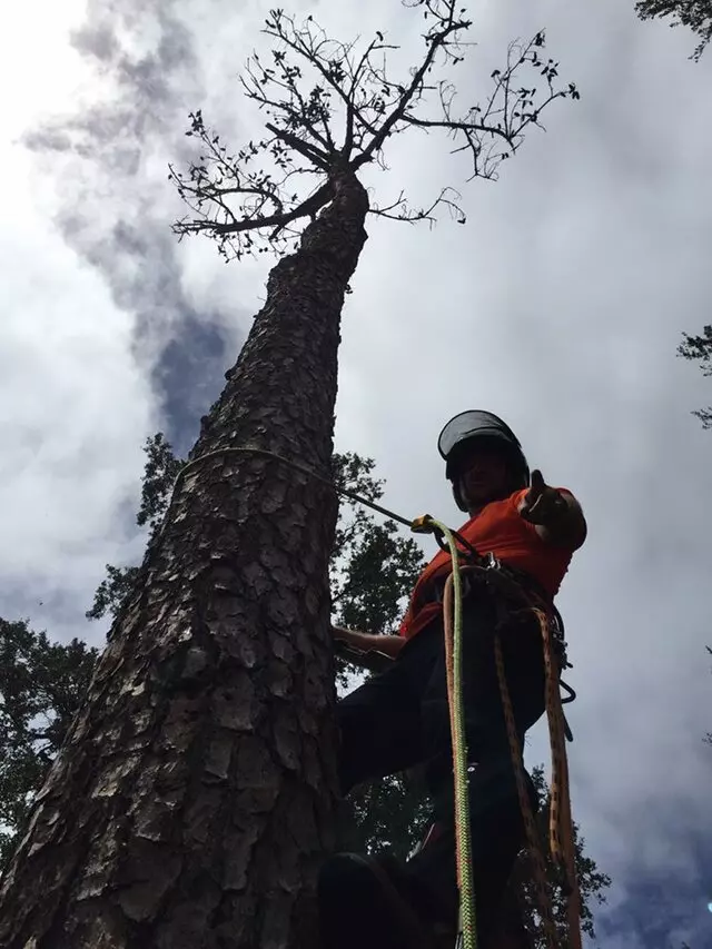 Above and Beyond Tree Services