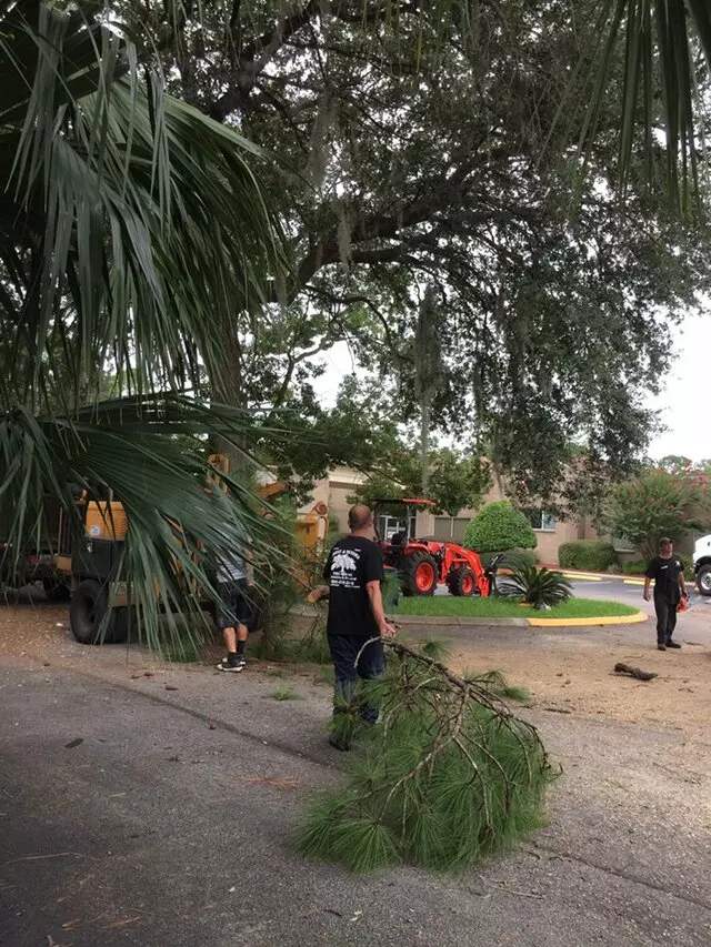 Above and Beyond Tree Services