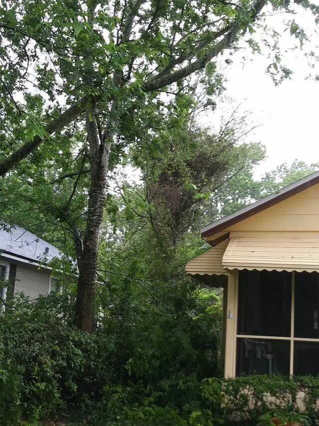 Above and Beyond Tree Services
