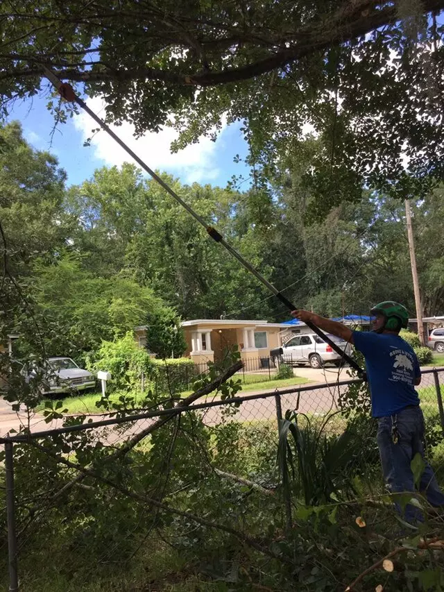 Above and Beyond Tree Services