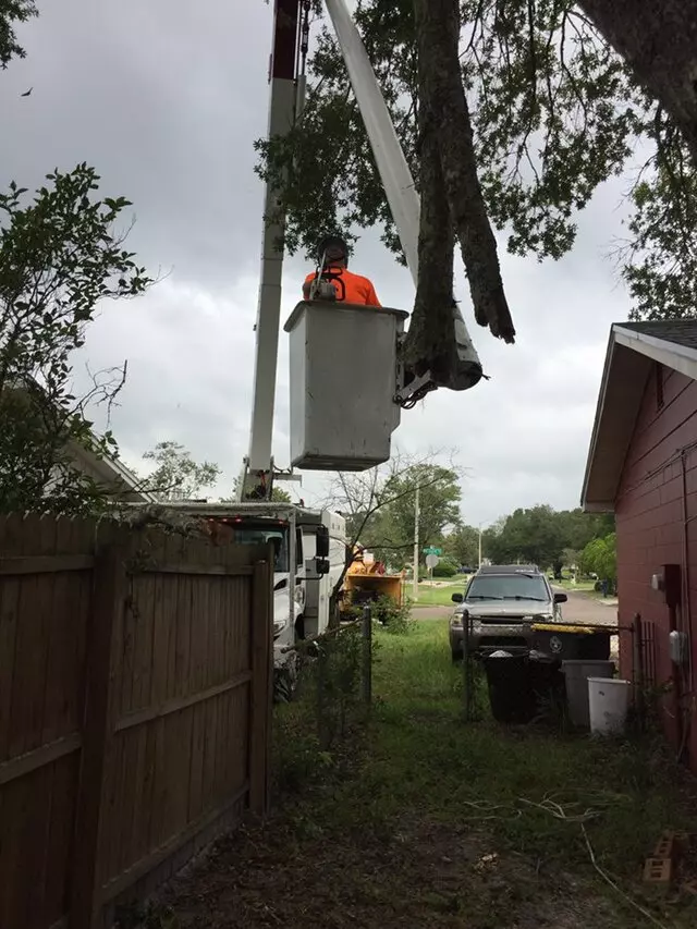 Above and Beyond Tree Services