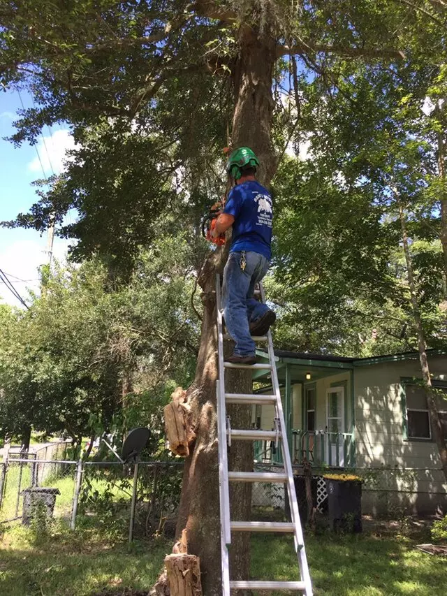 Above and Beyond Tree Services
