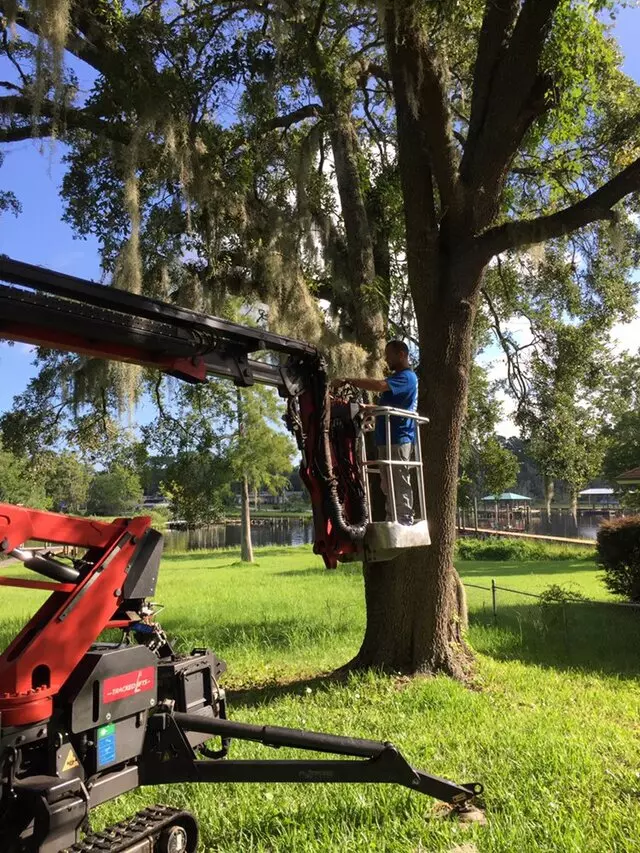 Above and Beyond Tree Services