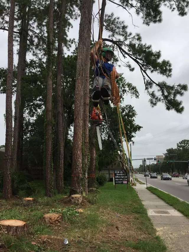 Above and Beyond Tree Services