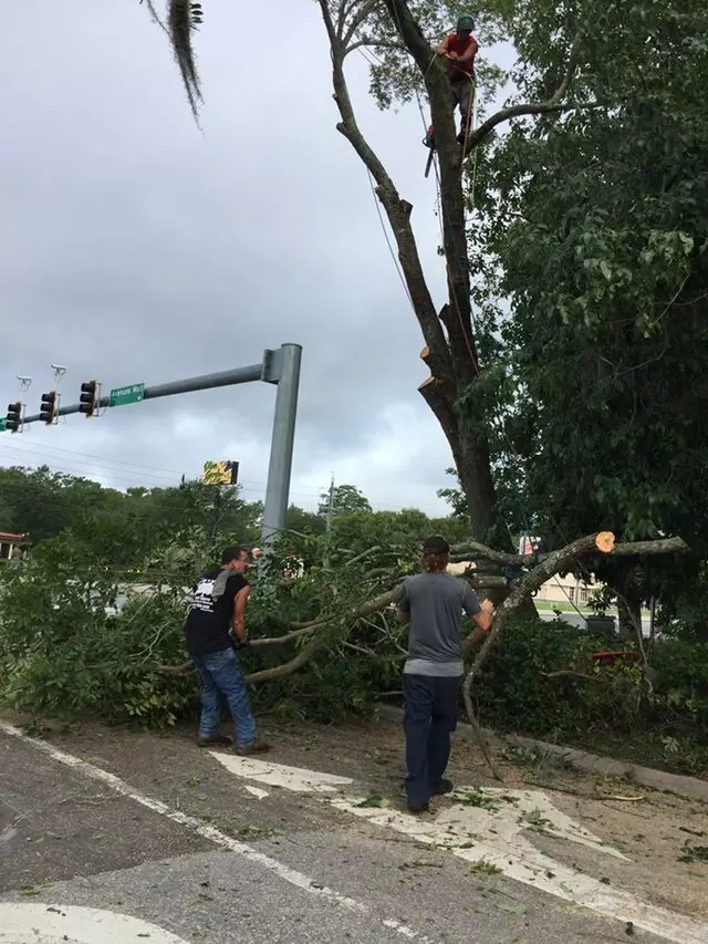 Above and Beyond Tree Services