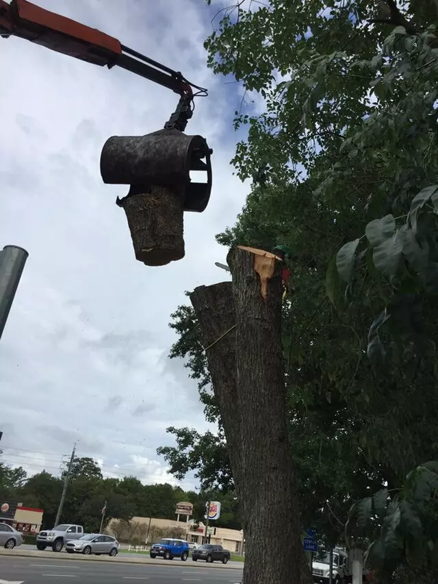 Above and Beyond Tree Services