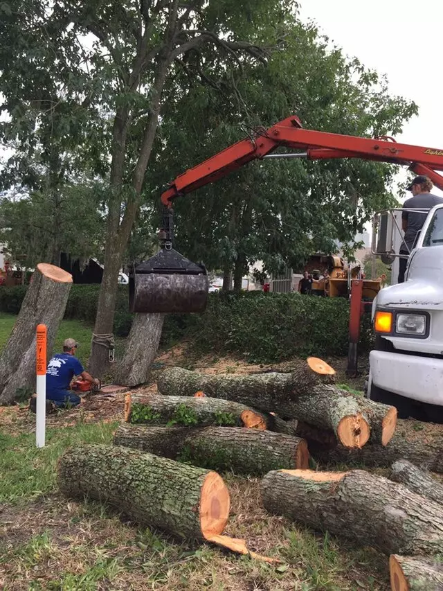 Above and Beyond Tree Services