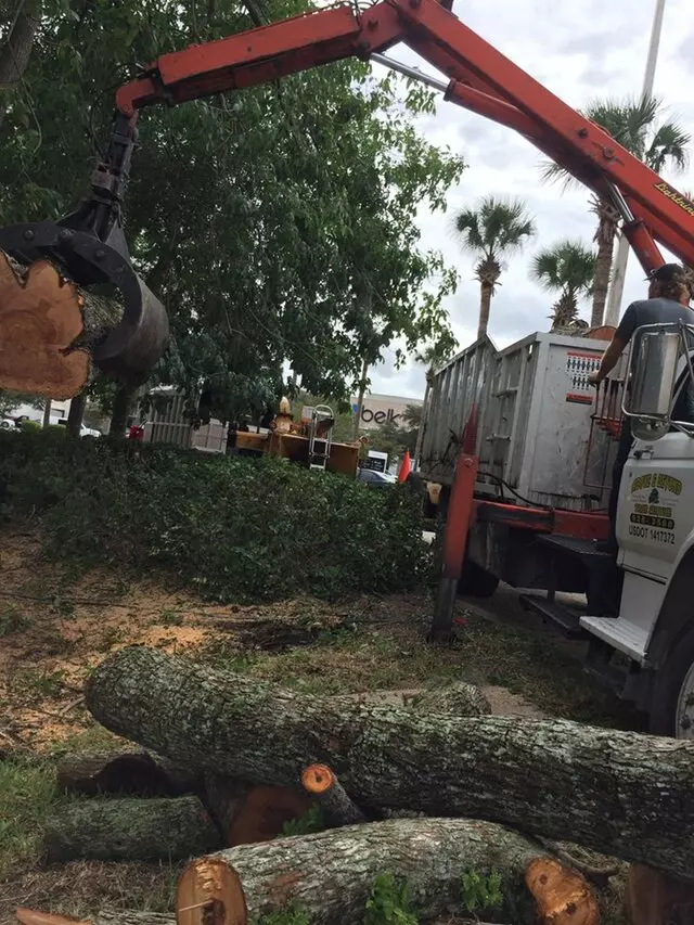 Above and Beyond Tree Services