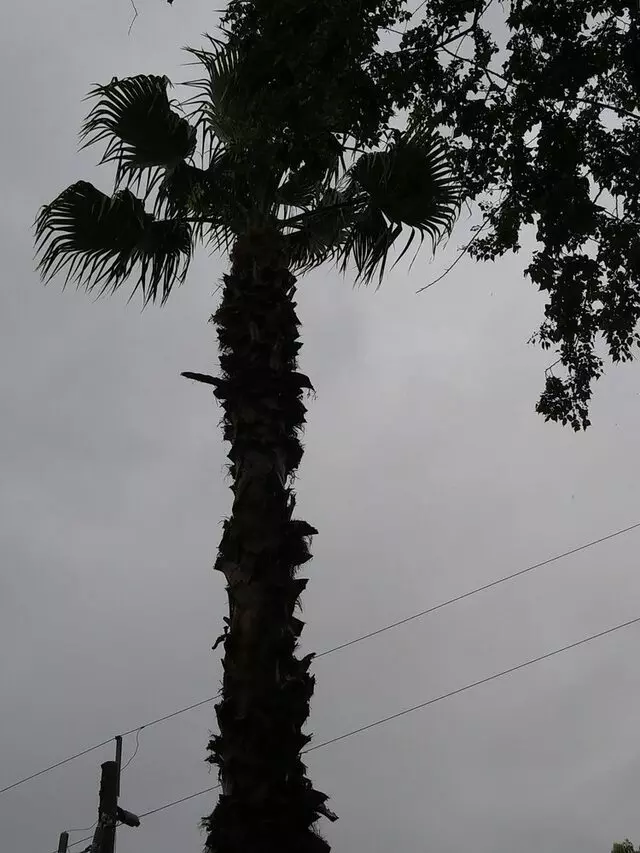 Above and Beyond Tree Services