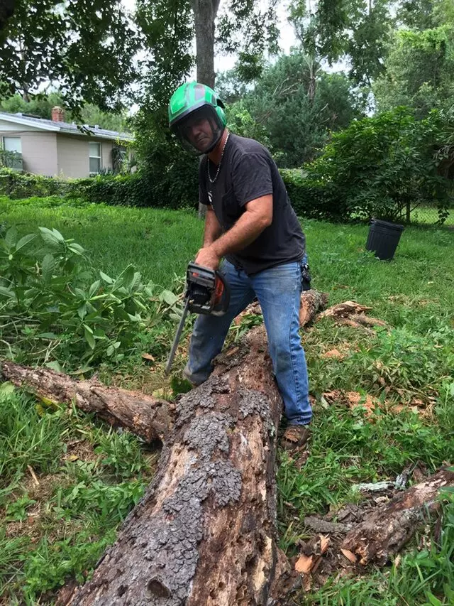 Above and Beyond Tree Services