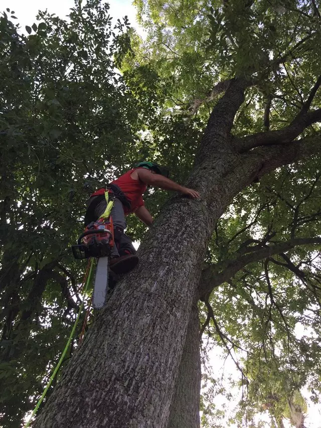 Above and Beyond Tree Services