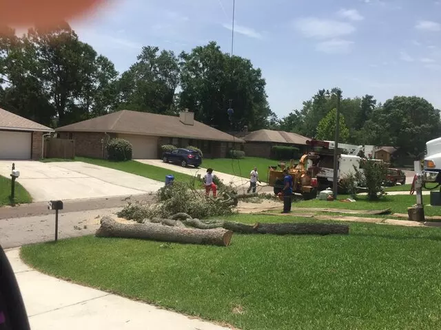 Above and Beyond Tree Services
