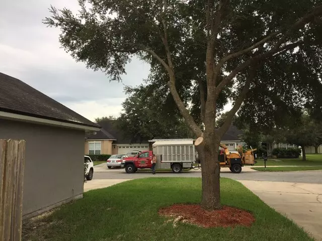 Above and Beyond Tree Services