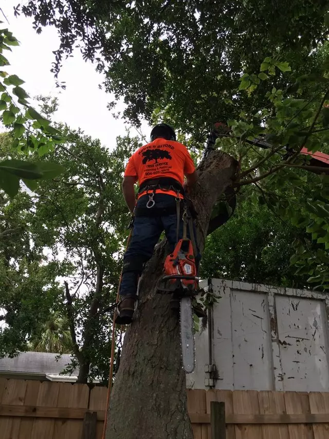 Above and Beyond Tree Services