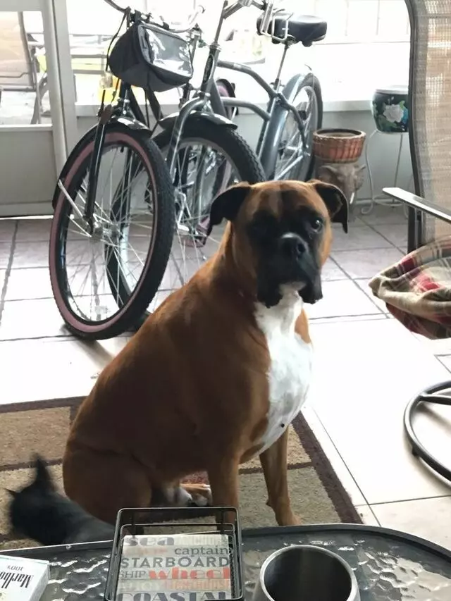 Lap of Love Veterinary Hospice and In-Home Euthanasia