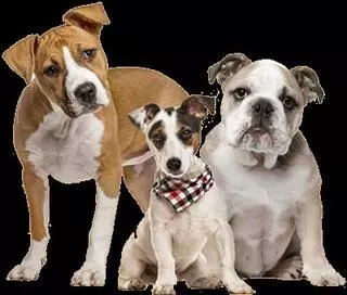 One Stop Dog Scoopers