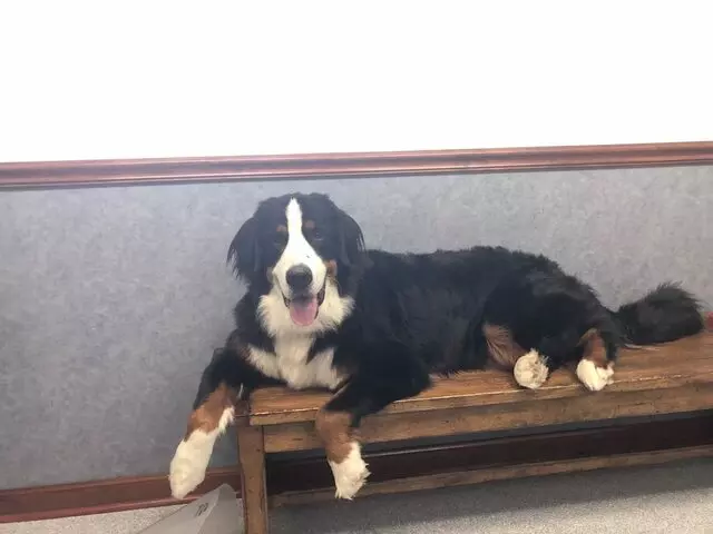 Atlantic Veterinary Hospital