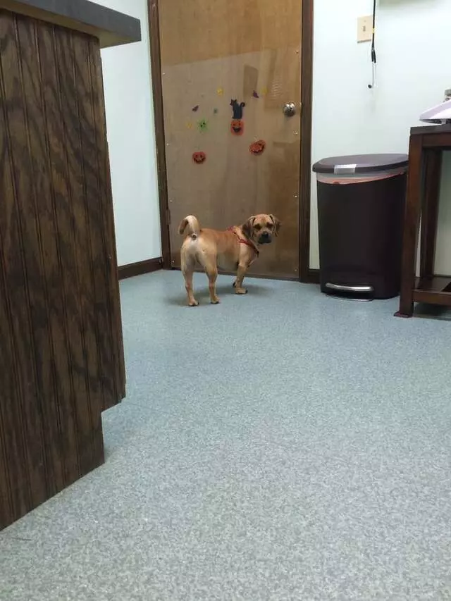 Atlantic Veterinary Hospital