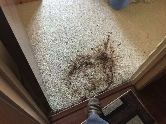 All Cleaning Services