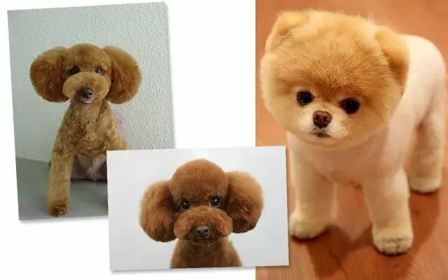 All About Dog Grooming