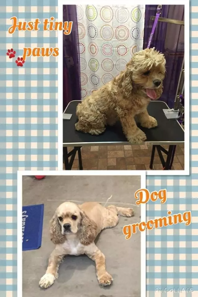 All About Dog Grooming