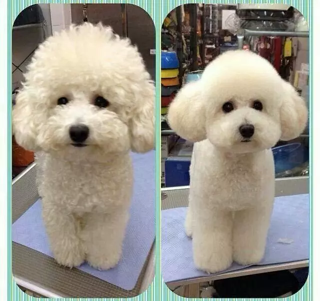 All About Dog Grooming