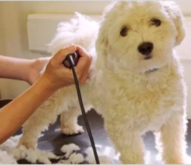 All About Dog Grooming