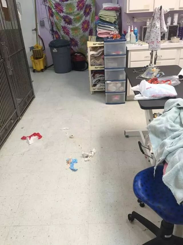 Argyle Animal Clinic
