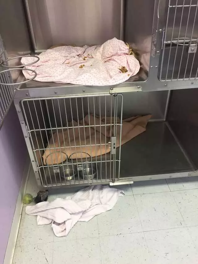 Argyle Animal Clinic