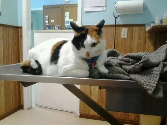 Argyle Animal Clinic
