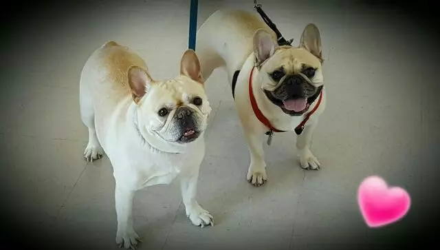 Argyle Animal Clinic