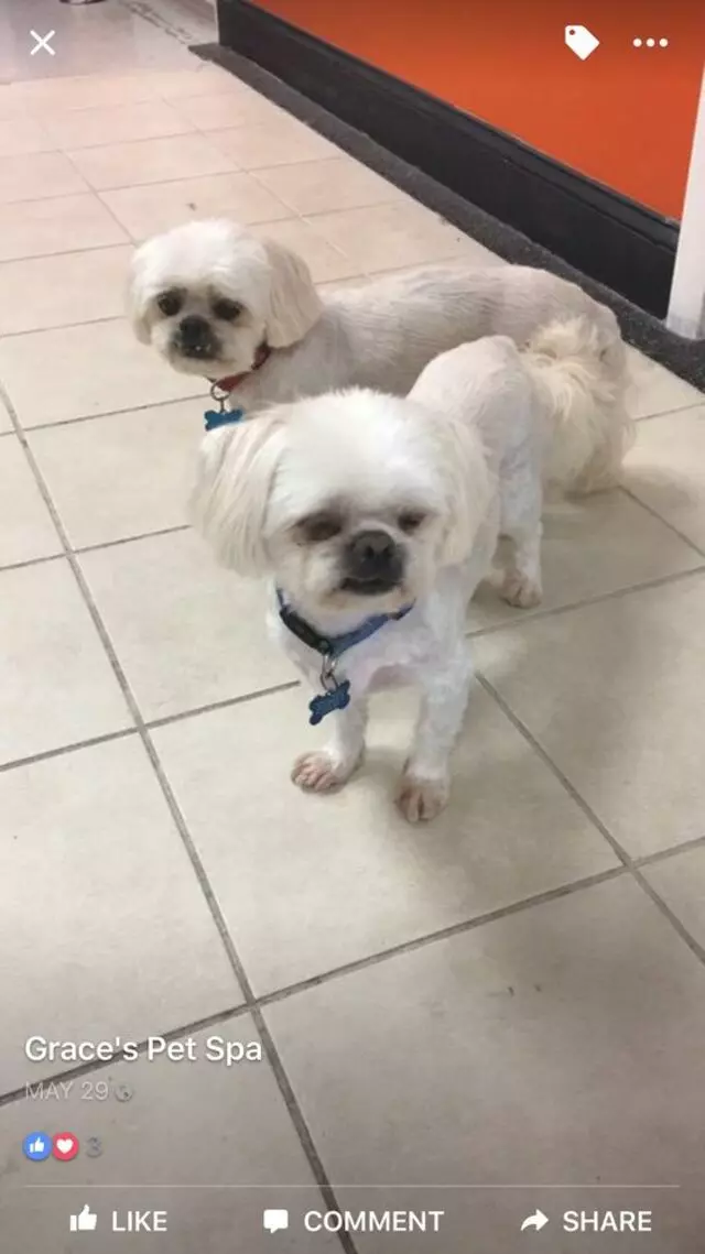 Grace's Pet Spa