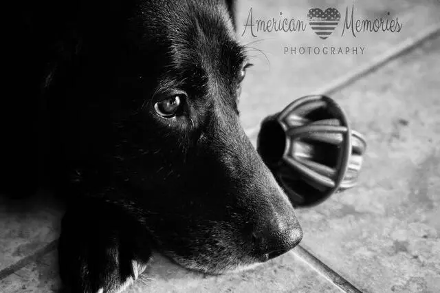 American Memories Photography