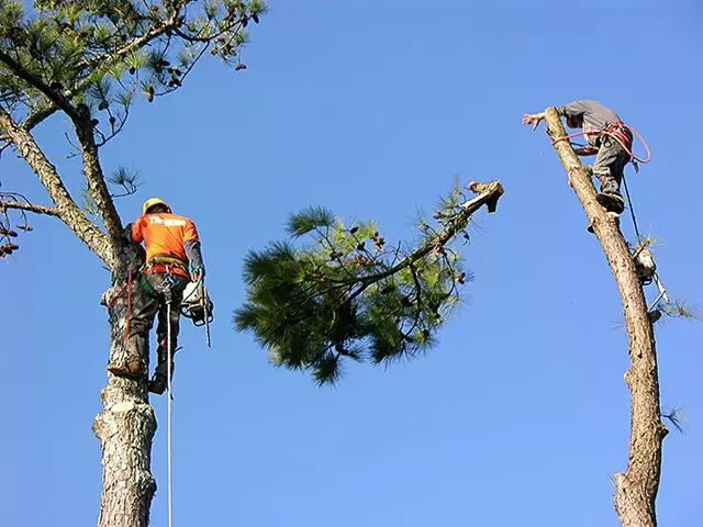 Arbor Pro