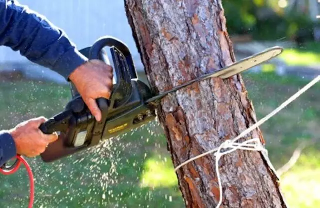 Arbor Pro