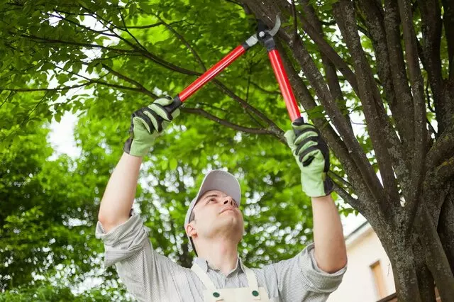 Arbor Pro